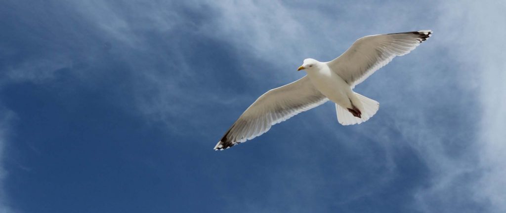 Gaviota volando en el cielo, como metáfora de la superación personal a través del Coaching y Terapia Emocional